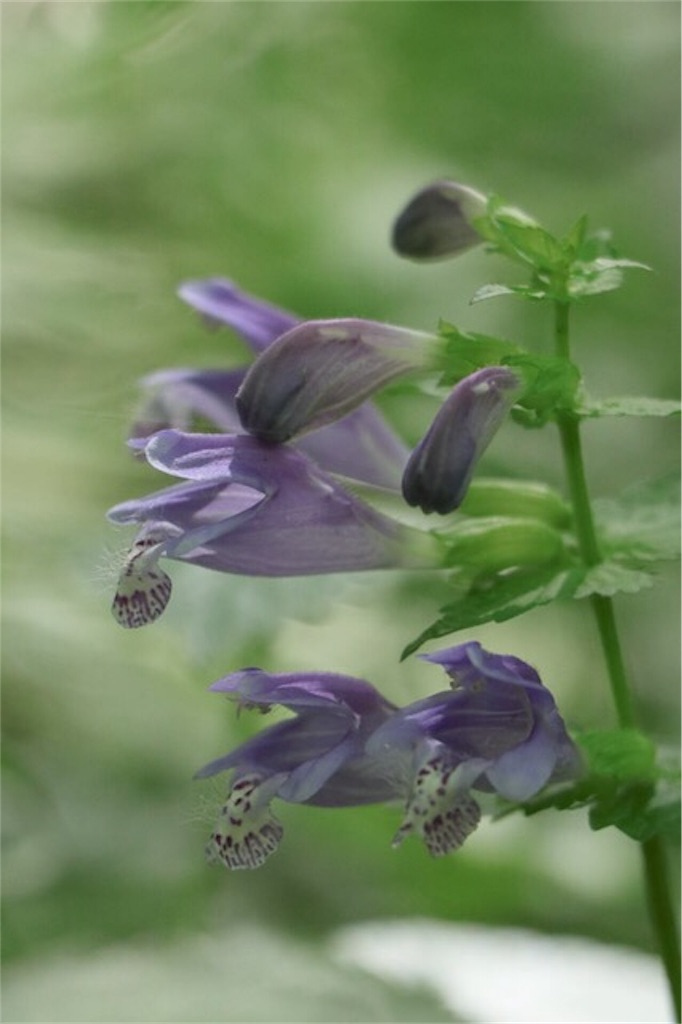 f:id:Jiroviolet:20170620070301j:image