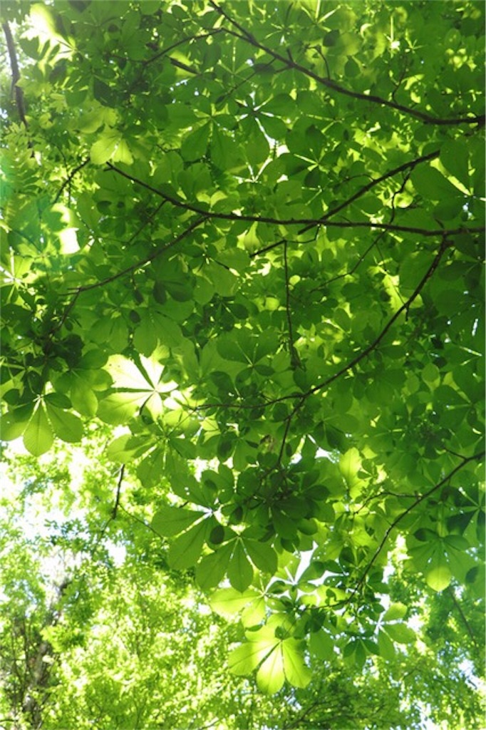 f:id:Jiroviolet:20170620070808j:image