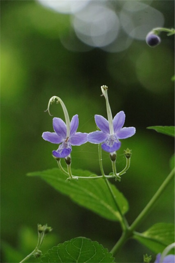 f:id:Jiroviolet:20170725154052j:image f:id:Jiroviolet:20170725154052j:image