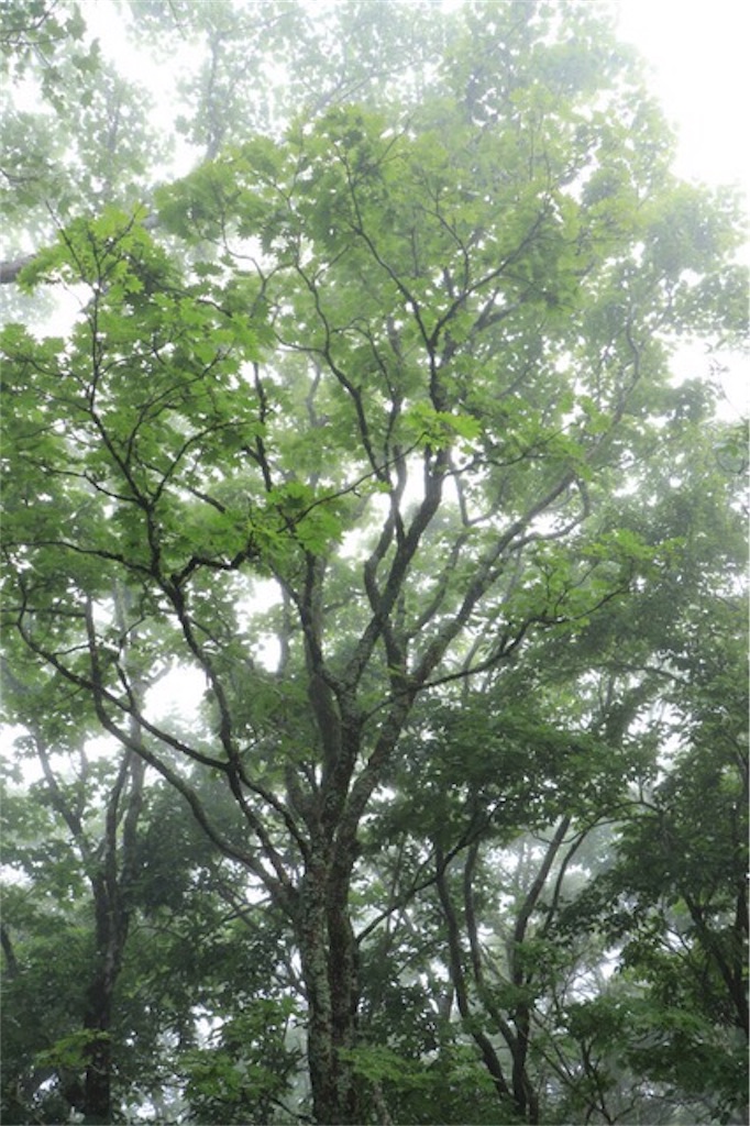 f:id:Jiroviolet:20170801125319j:image
