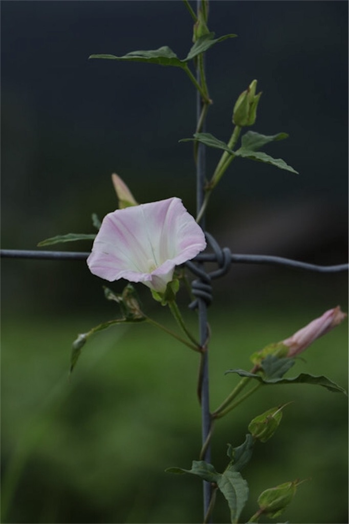 f:id:Jiroviolet:20170817195643j:image