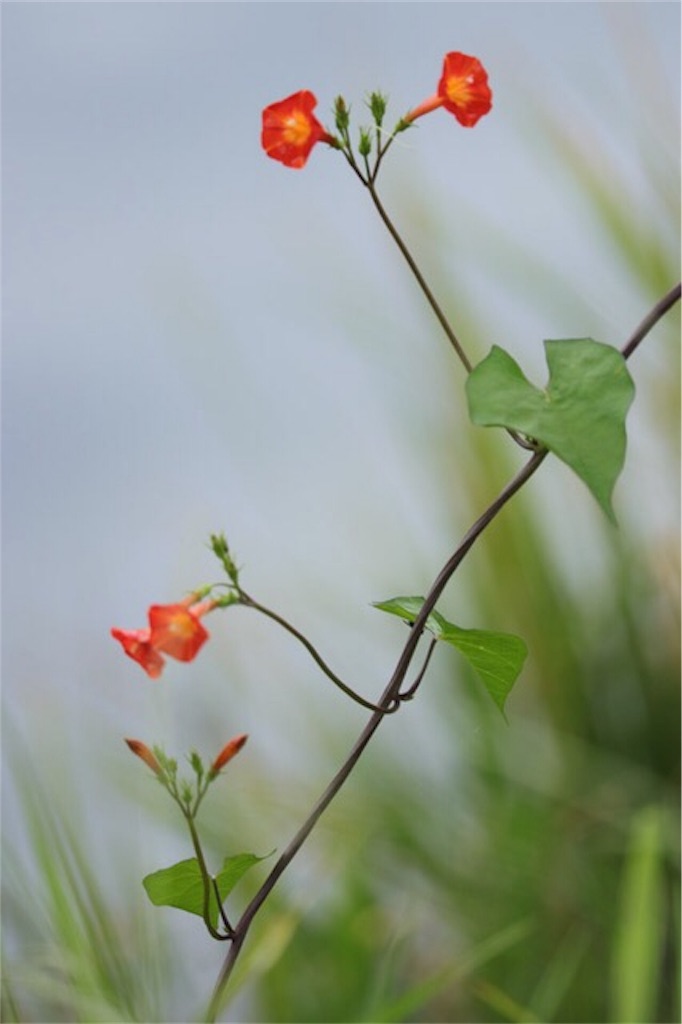 f:id:Jiroviolet:20170902121114j:image