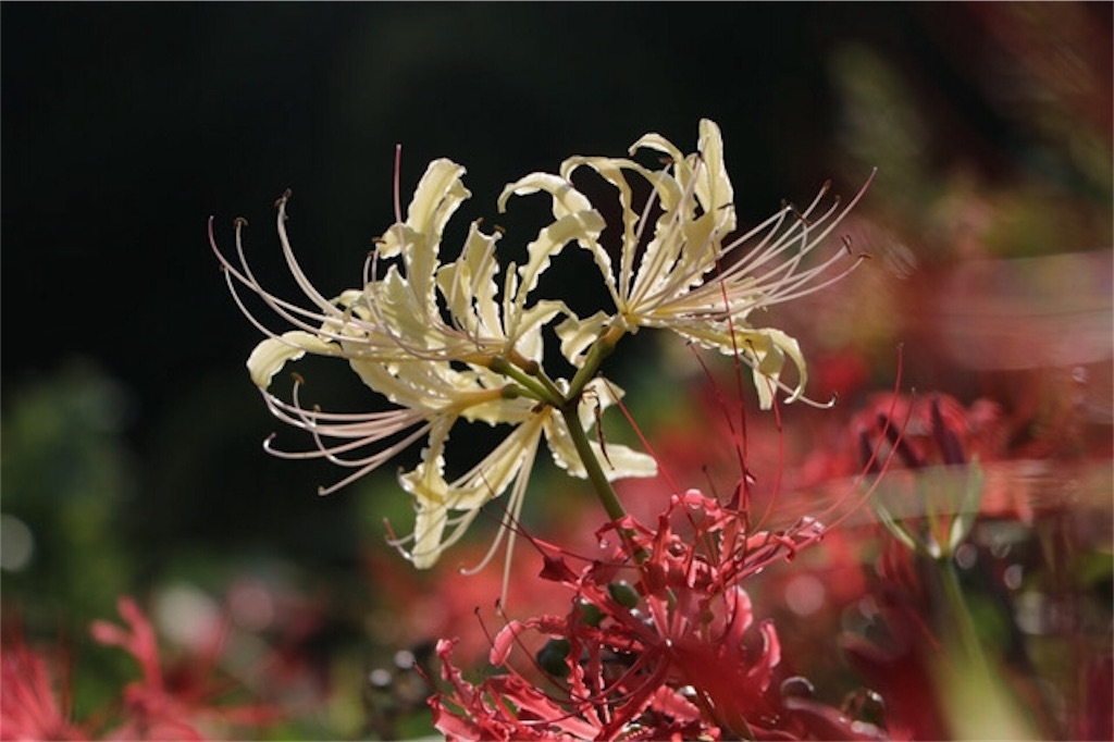 f:id:Jiroviolet:20170923203752j:image f:id:Jiroviolet:20170923203752j:image