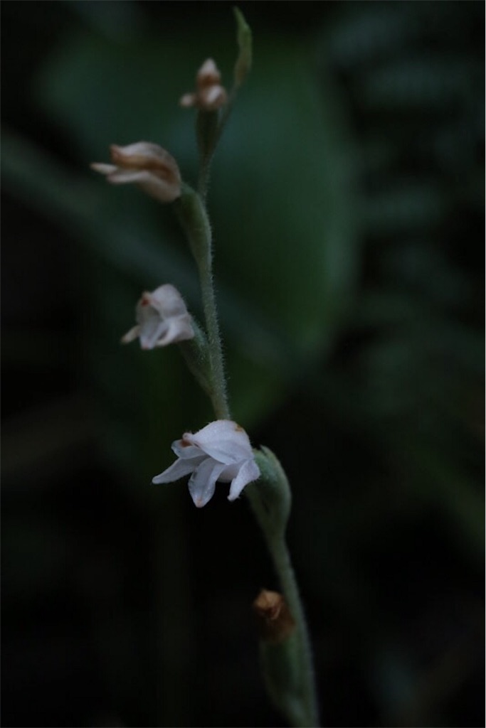 f:id:Jiroviolet:20171010211345j:image f:id:Jiroviolet:20171010211345j:image