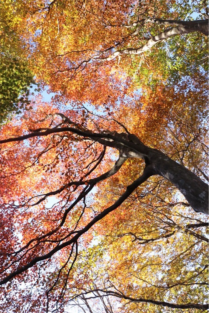f:id:Jiroviolet:20171108130524j:image