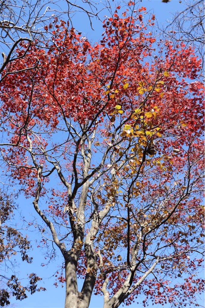 f:id:Jiroviolet:20171108130712j:image