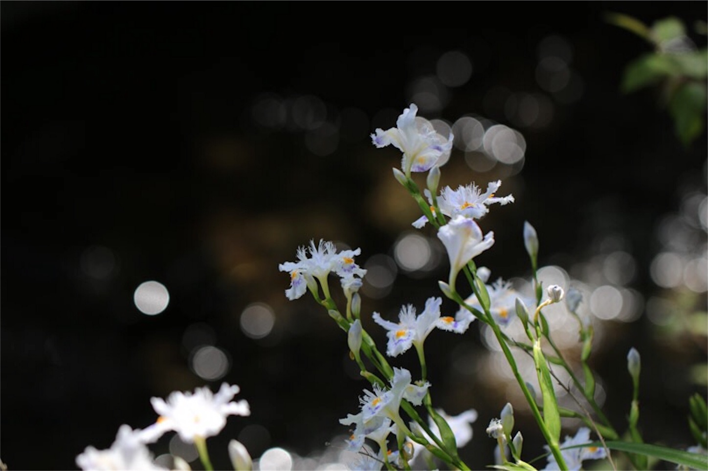 f:id:Jiroviolet:20180301200358j:image f:id:Jiroviolet:20180301200358j:image