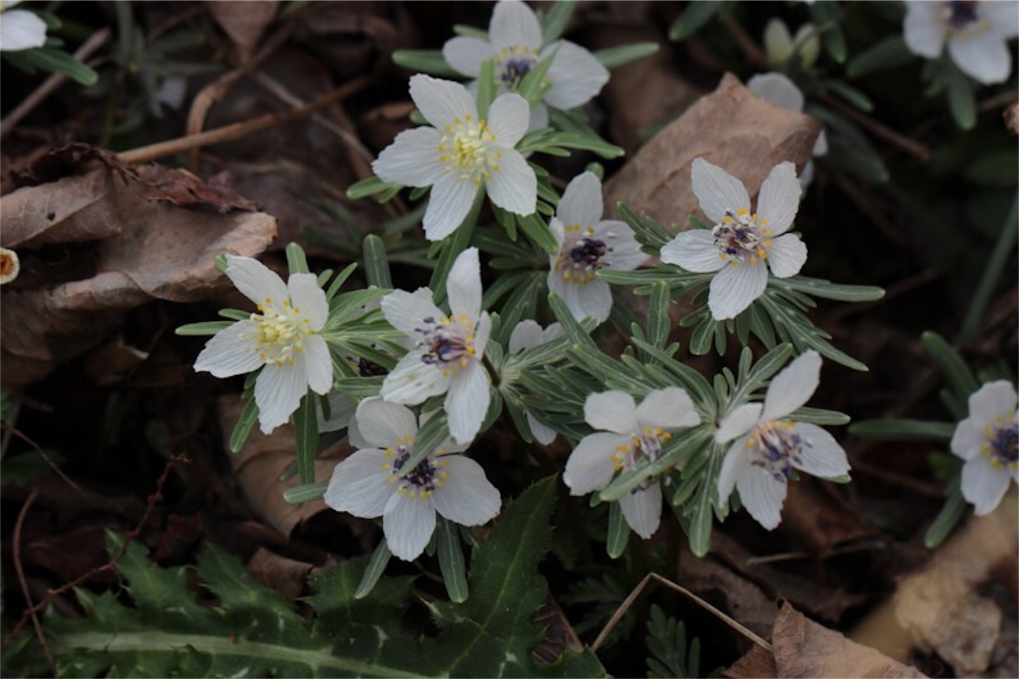 f:id:Jiroviolet:20180304201806j:image