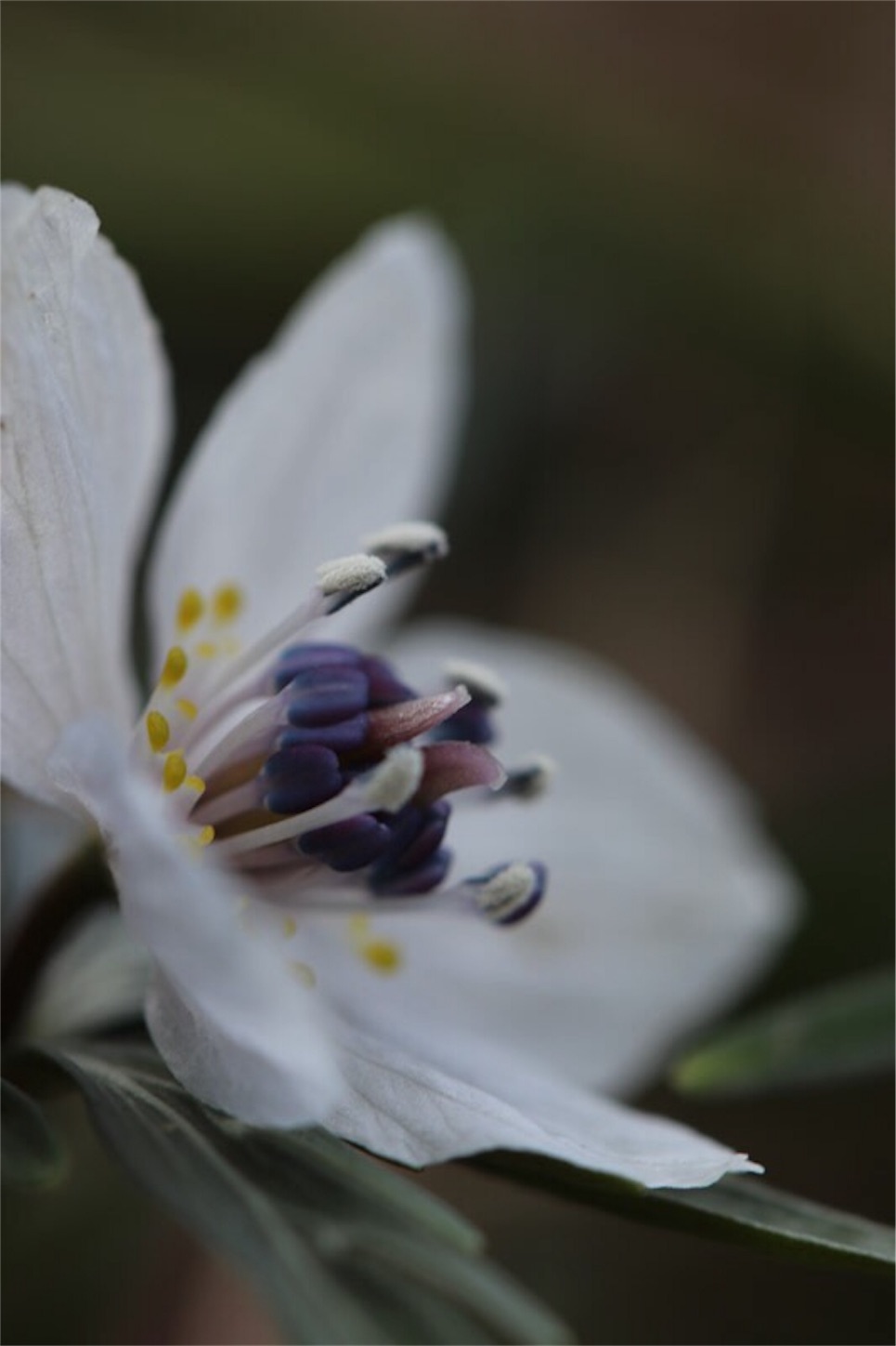 f:id:Jiroviolet:20180304201840j:image