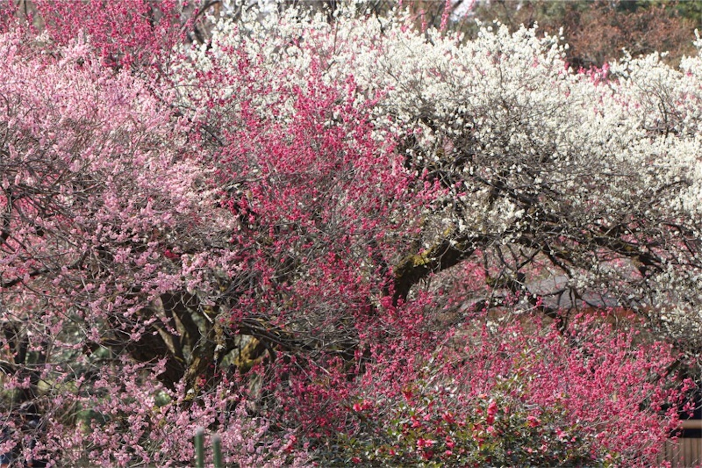 f:id:Jiroviolet:20180315214229j:image f:id:Jiroviolet:20180315214229j:image