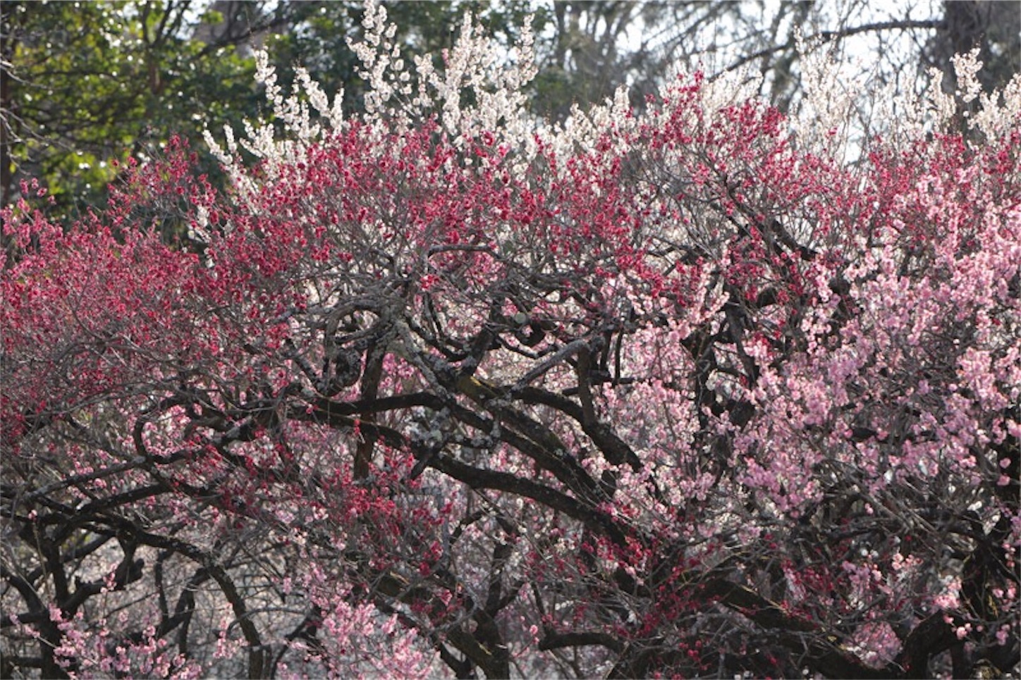 f:id:Jiroviolet:20180315214258j:image f:id:Jiroviolet:20180315214258j:image