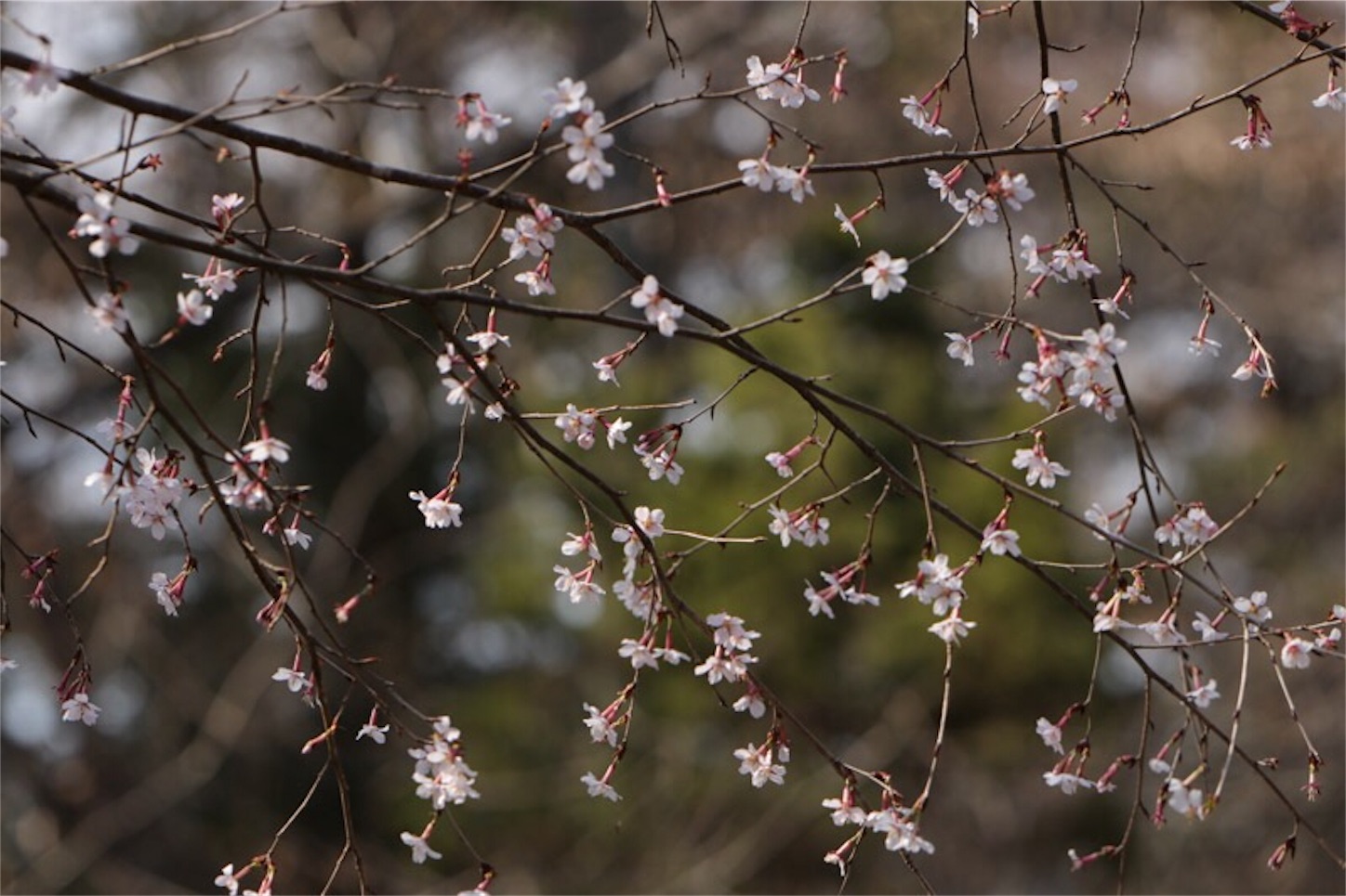 f:id:Jiroviolet:20180315214642j:image f:id:Jiroviolet:20180315214642j:image