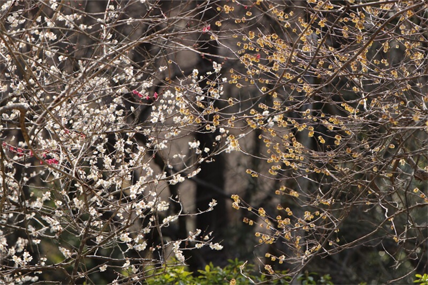 f:id:Jiroviolet:20180315214730j:image f:id:Jiroviolet:20180315214730j:image