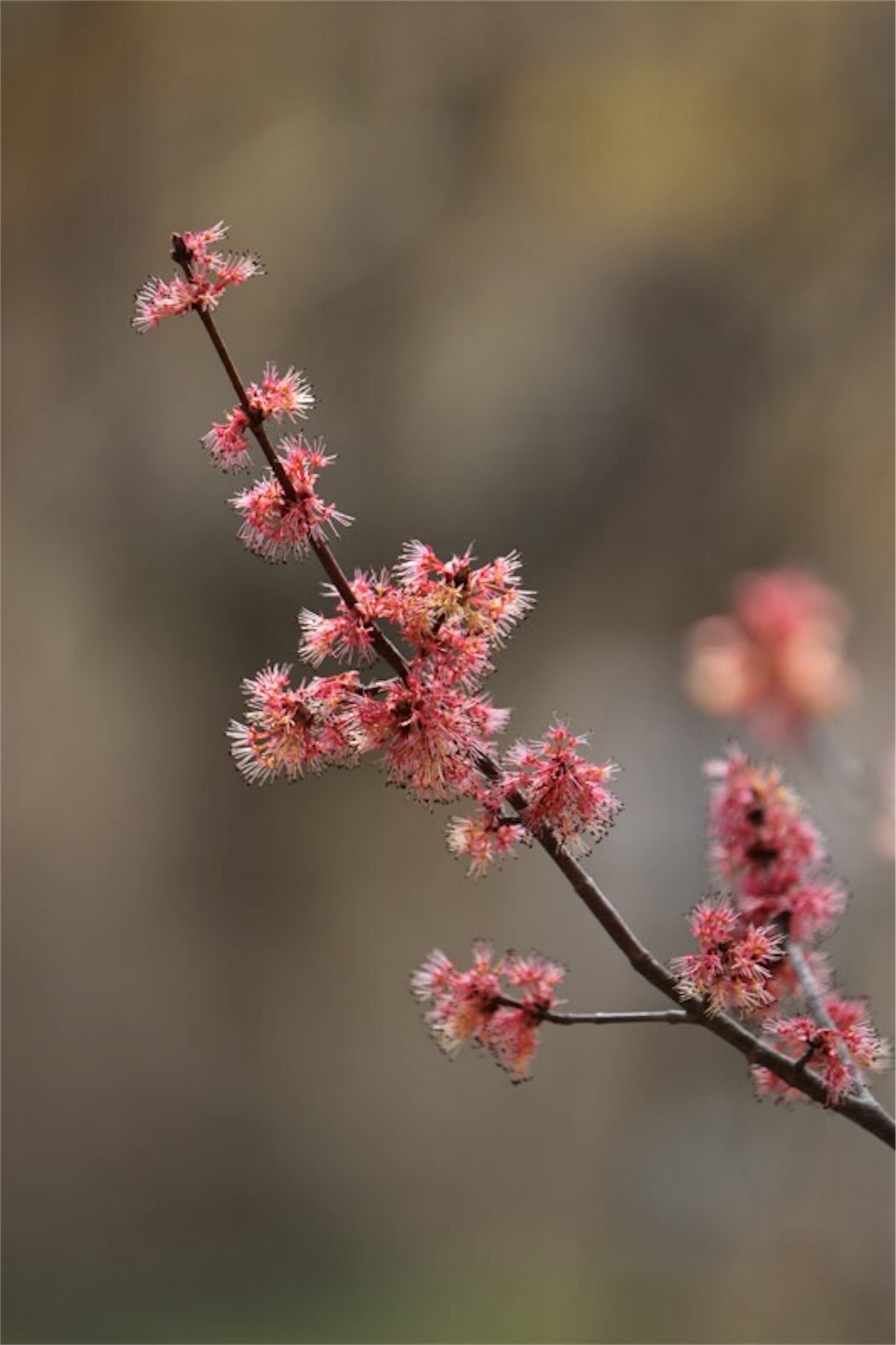 f:id:Jiroviolet:20180315222500j:image f:id:Jiroviolet:20180315222500j:image