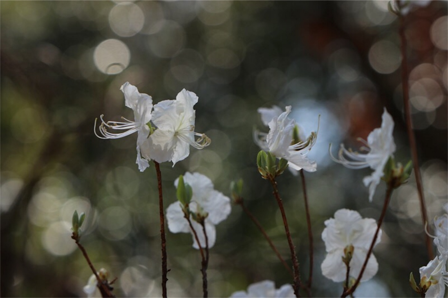 f:id:Jiroviolet:20180315222546j:image f:id:Jiroviolet:20180315222546j:image