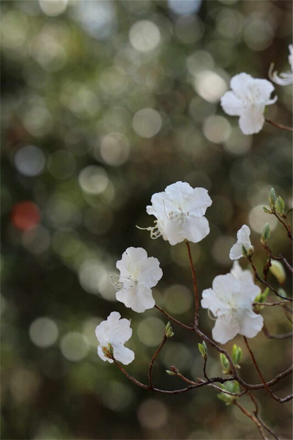 f:id:Jiroviolet:20180315222611j:image f:id:Jiroviolet:20180315222611j:image