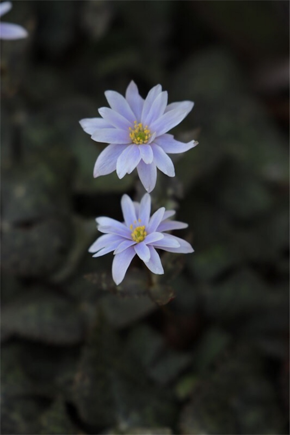 f:id:Jiroviolet:20180315222748j:image f:id:Jiroviolet:20180315222748j:image