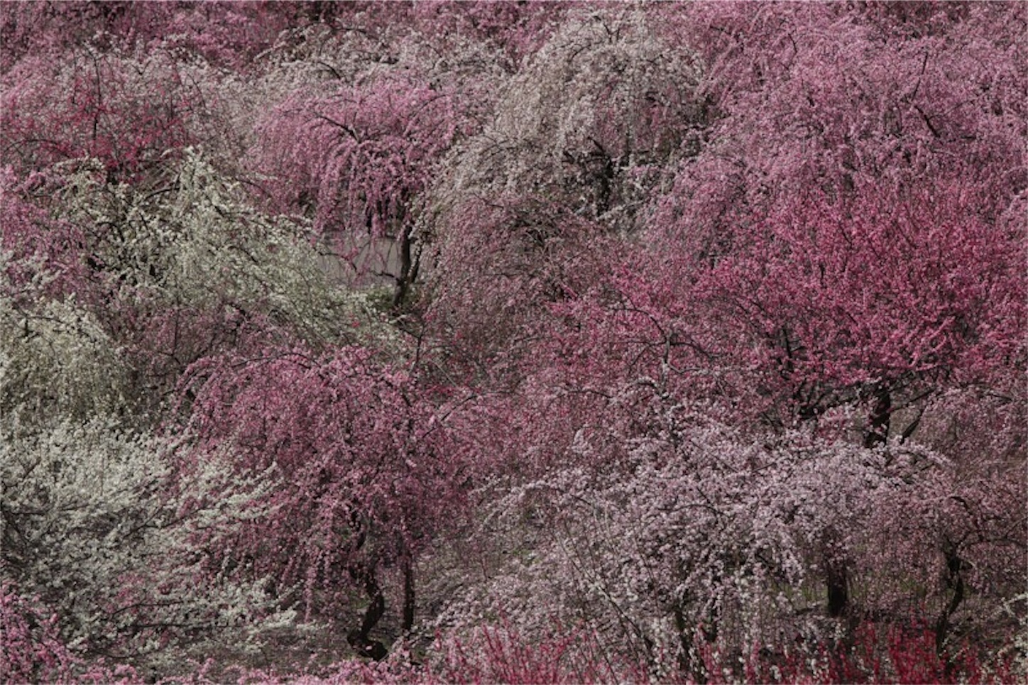 f:id:Jiroviolet:20180324220044j:image