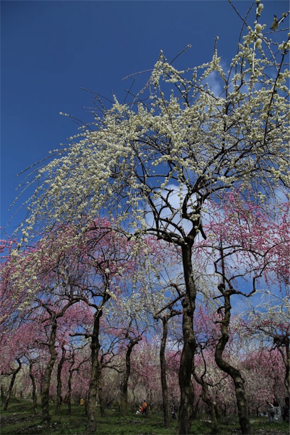 f:id:Jiroviolet:20180324220200j:image