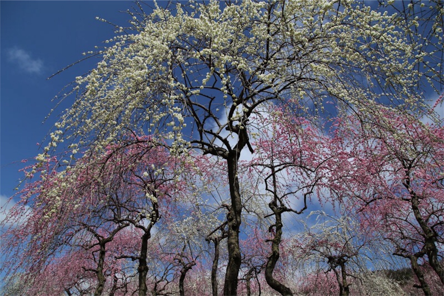 f:id:Jiroviolet:20180324220220j:image