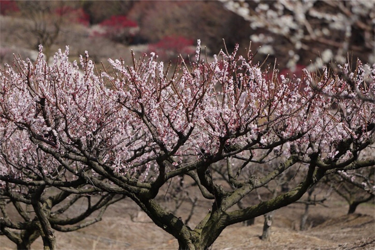 f:id:Jiroviolet:20180324220557j:image