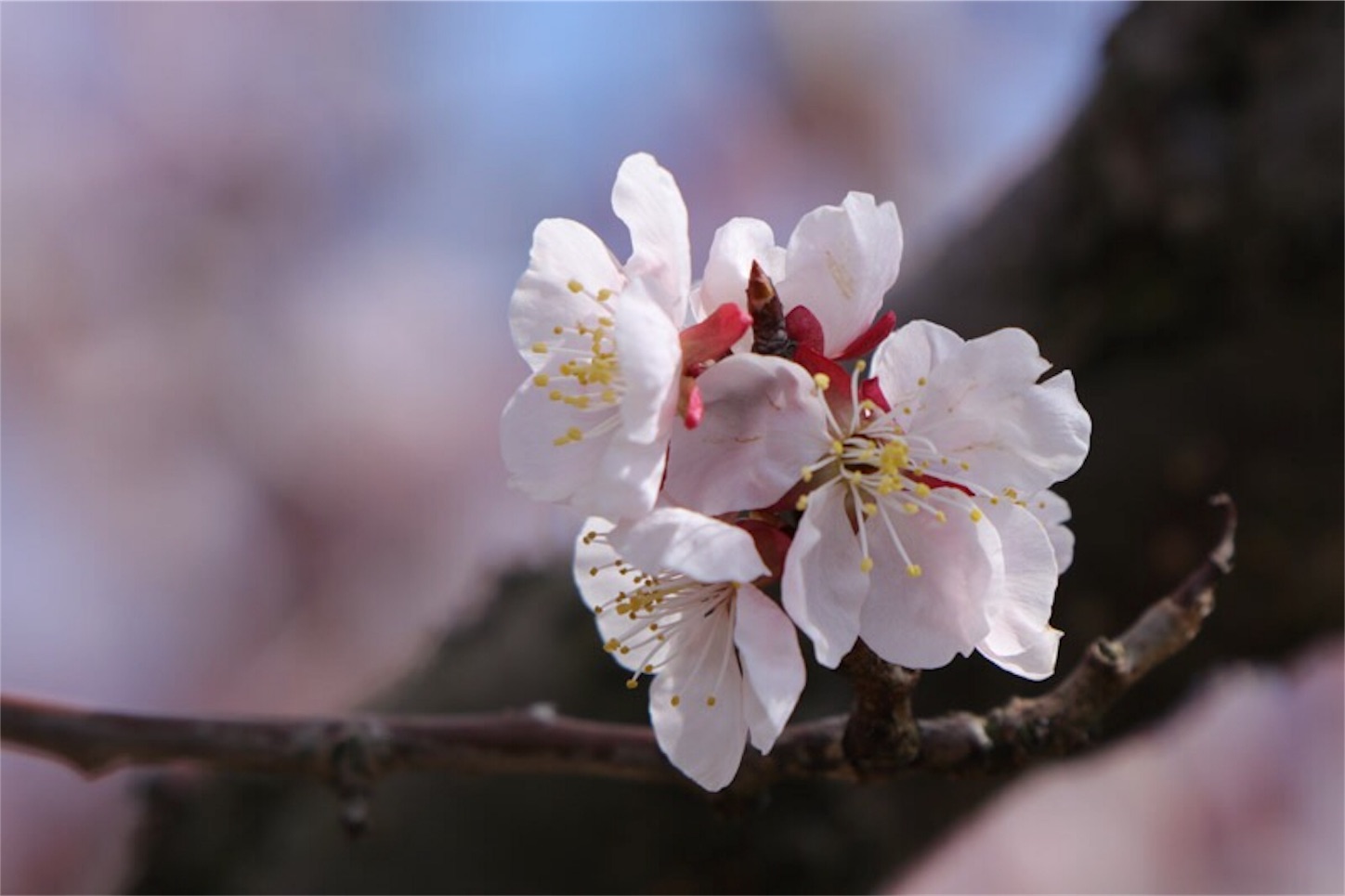 f:id:Jiroviolet:20180324221322j:image