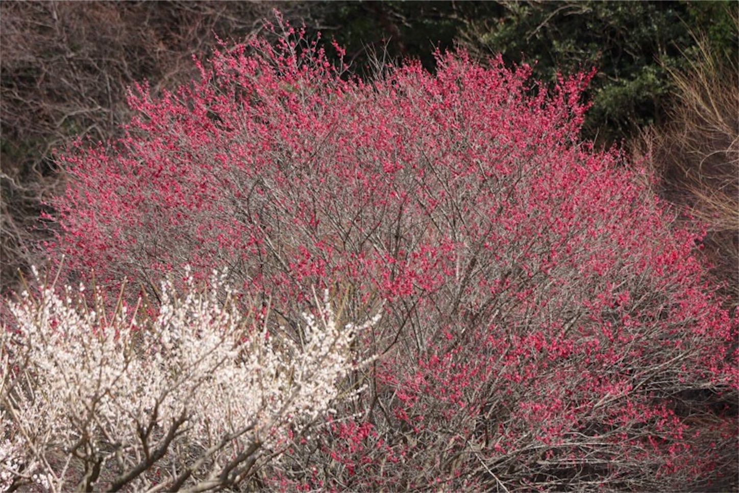 f:id:Jiroviolet:20180324221401j:image