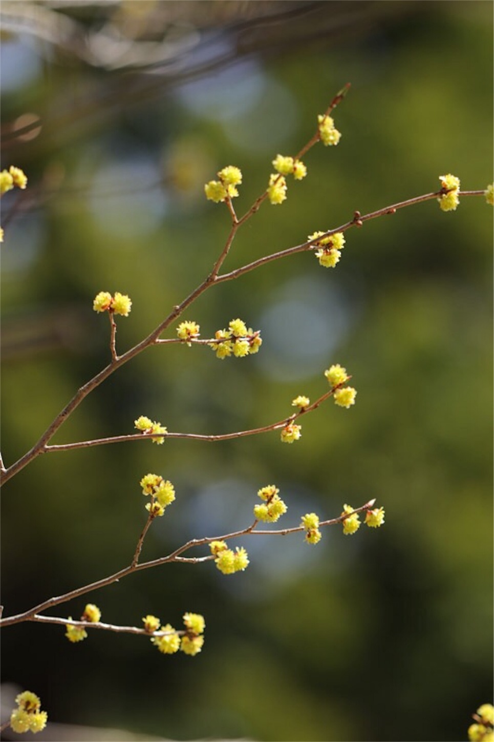 f:id:Jiroviolet:20180402212617j:image