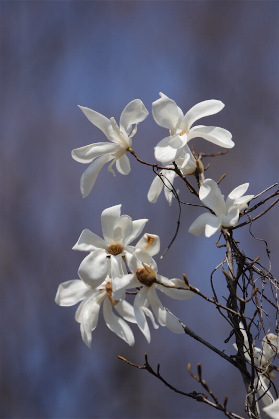 f:id:Jiroviolet:20180402212812j:image