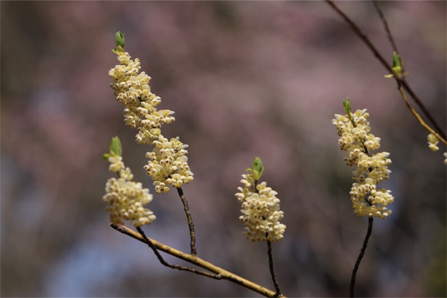 f:id:Jiroviolet:20180402212928j:image