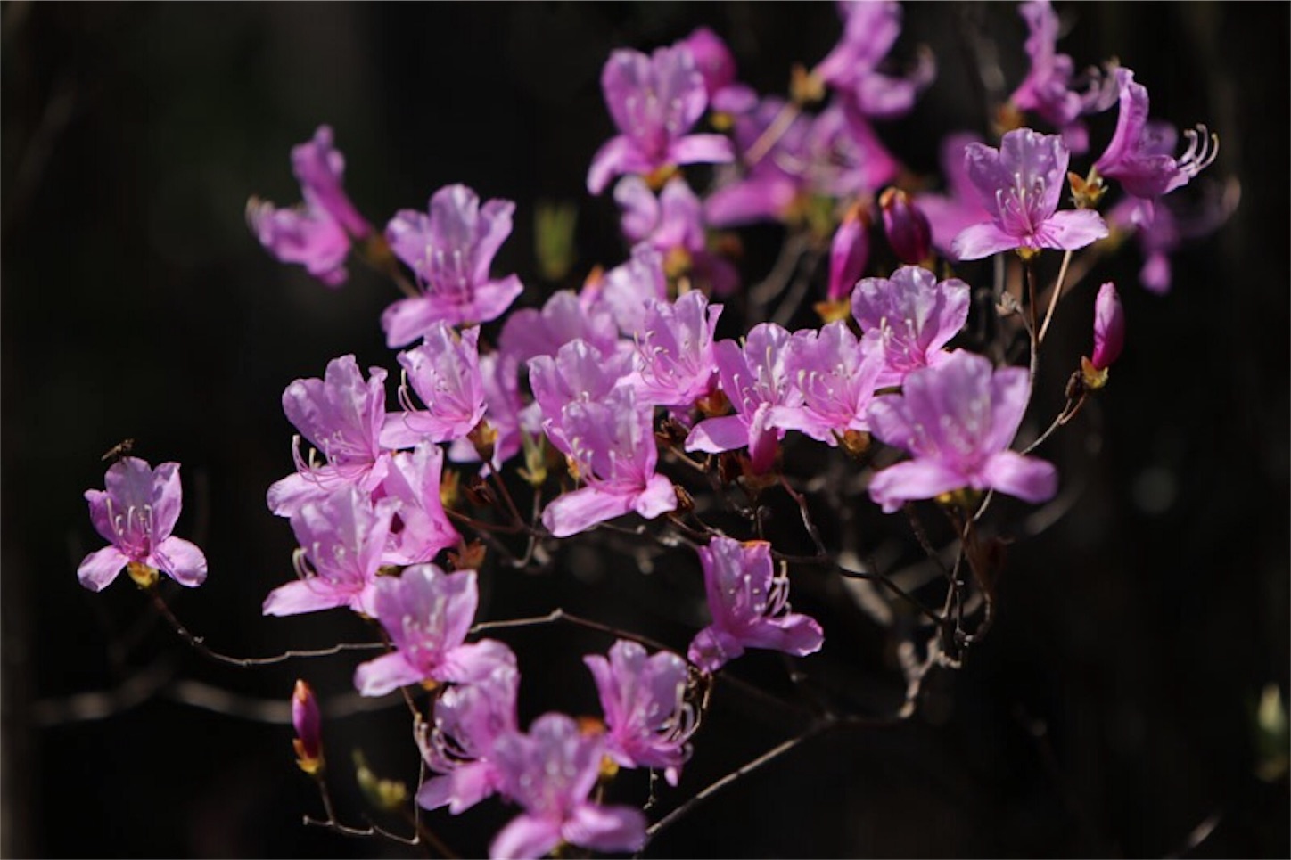 f:id:Jiroviolet:20180402213823j:image