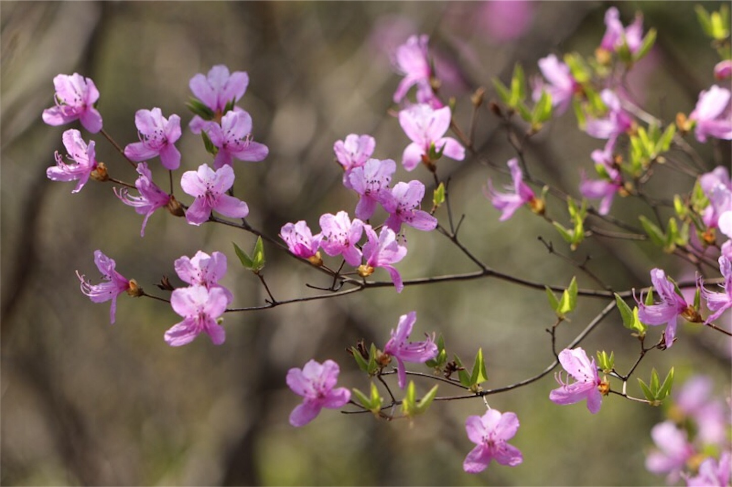 f:id:Jiroviolet:20180402213852j:image