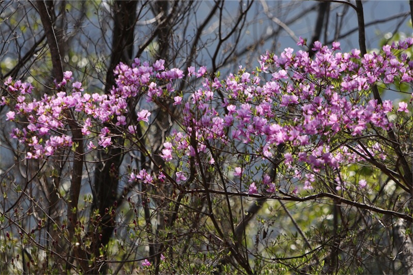 f:id:Jiroviolet:20180402213907j:image