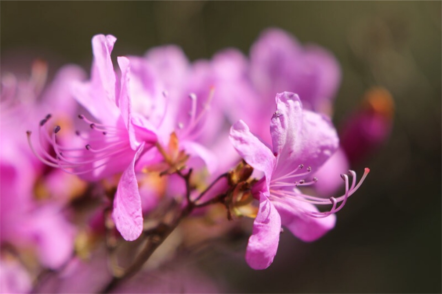 f:id:Jiroviolet:20180402213921j:image