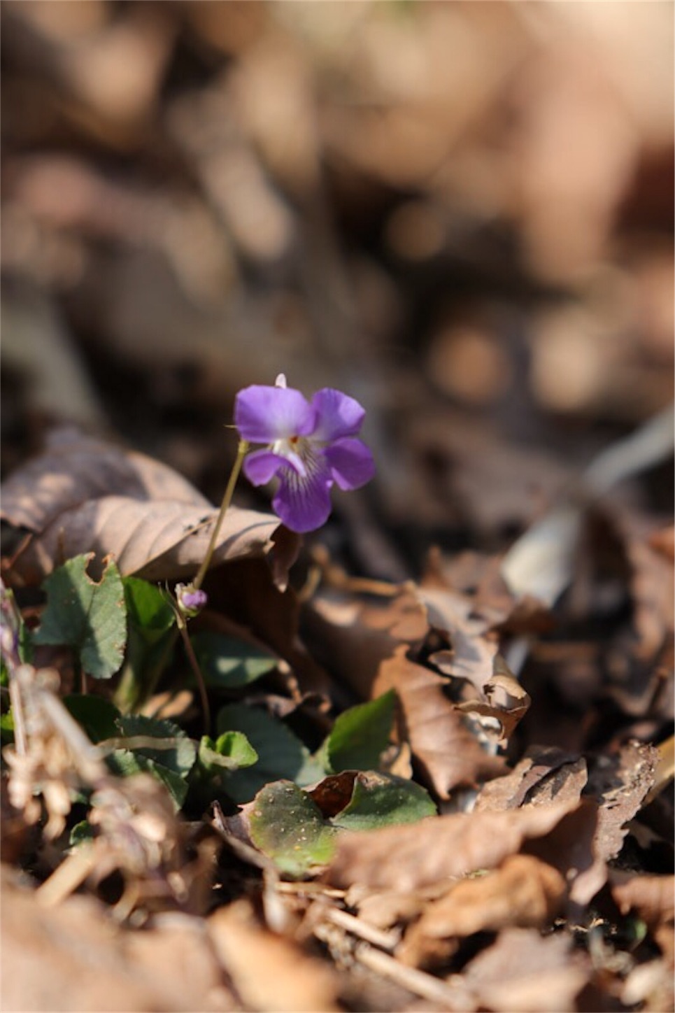 f:id:Jiroviolet:20180402213959j:image