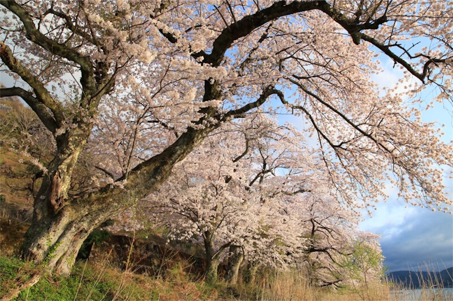 f:id:Jiroviolet:20180406214602j:image