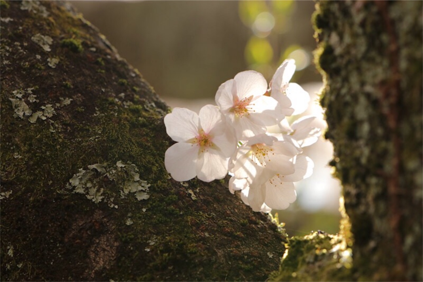 f:id:Jiroviolet:20180406214750j:image
