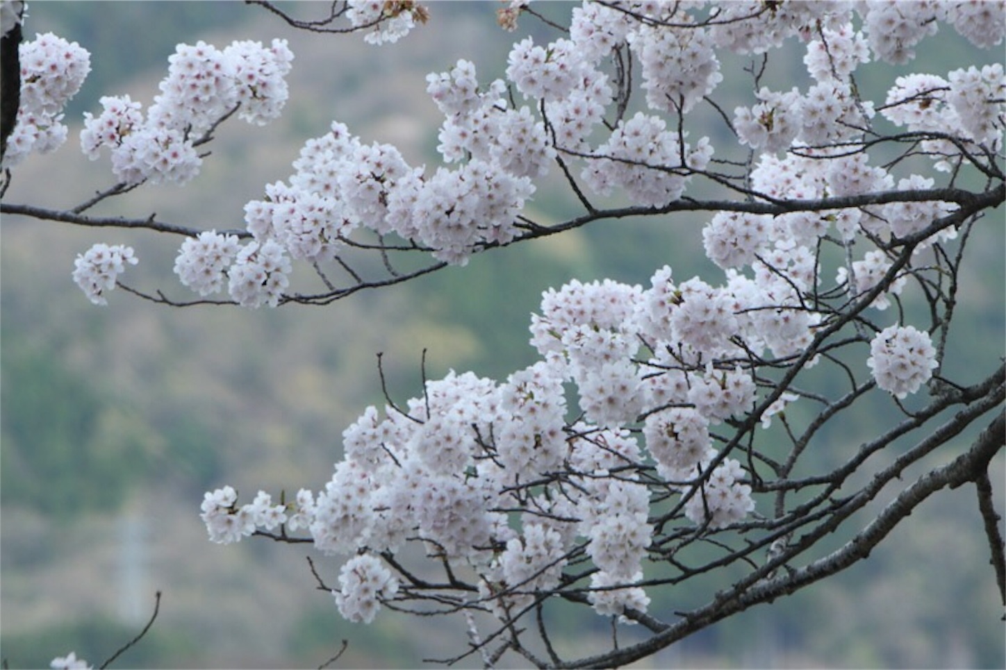 f:id:Jiroviolet:20180406214803j:image
