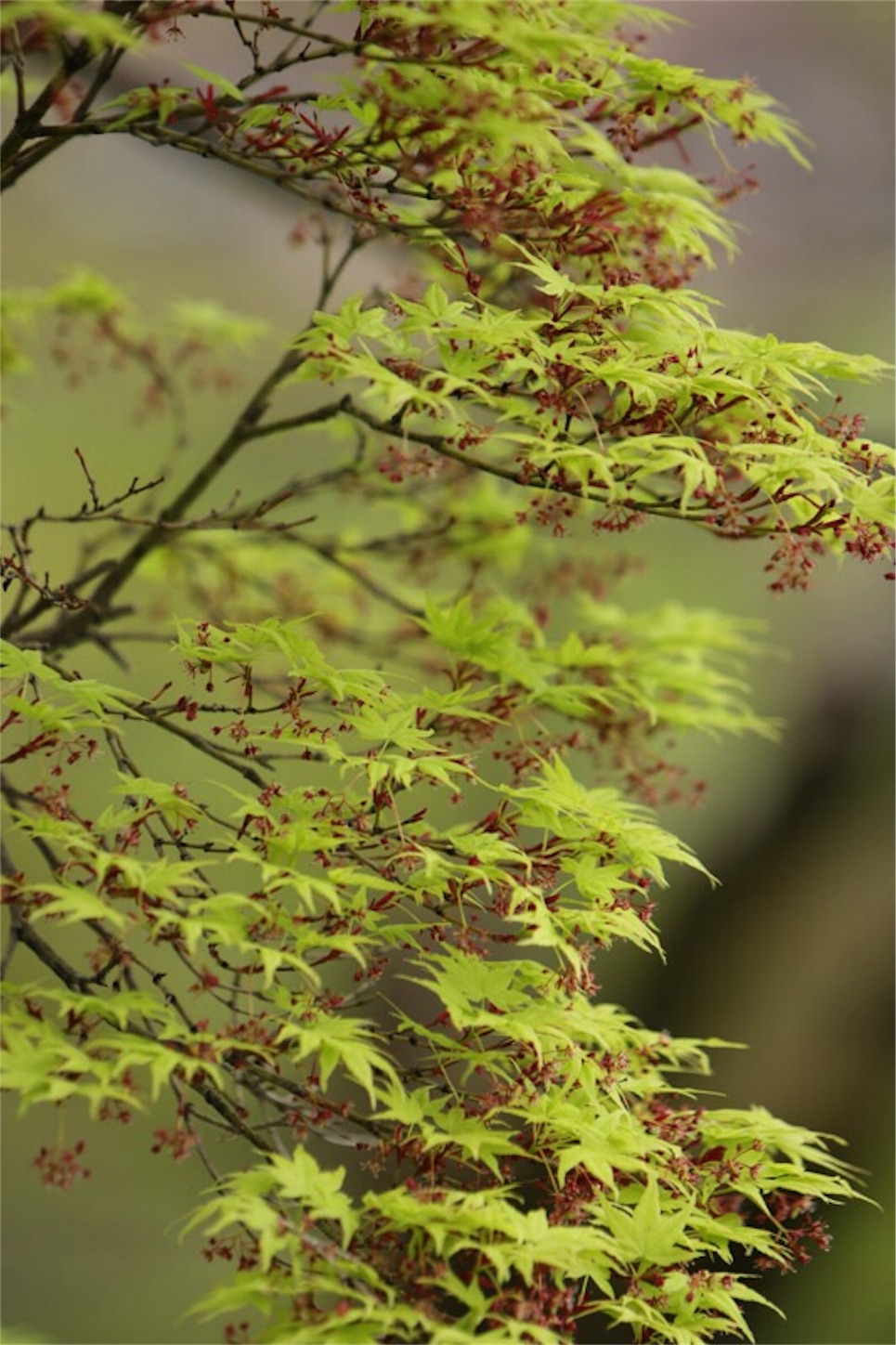 f:id:Jiroviolet:20180407083545j:image