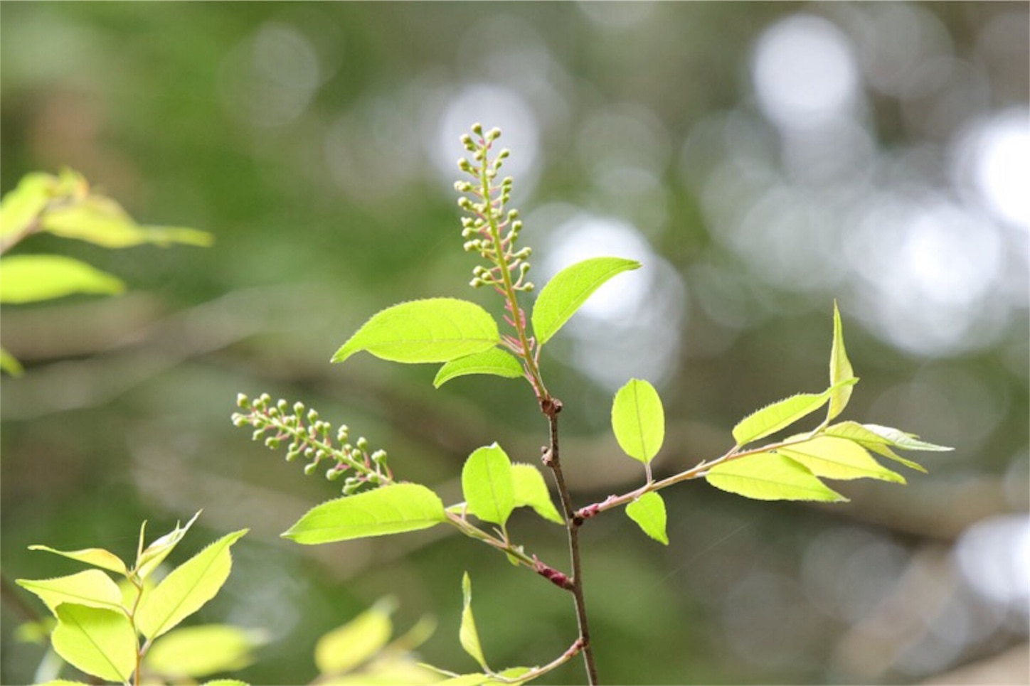 f:id:Jiroviolet:20180407085430j:image