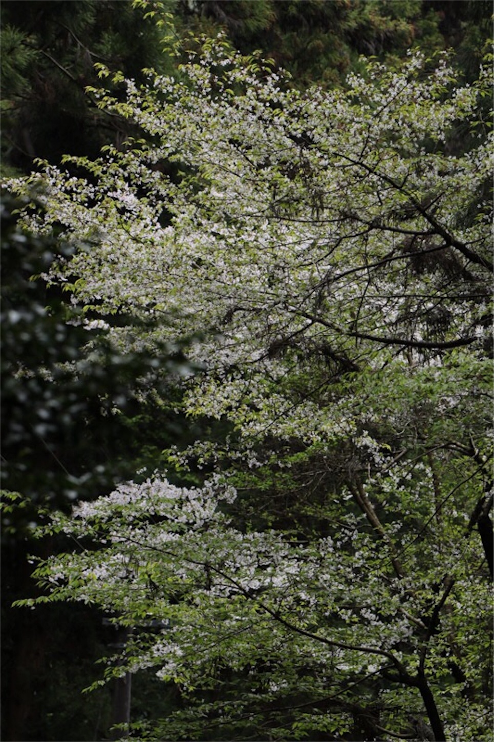 f:id:Jiroviolet:20180407085937j:image