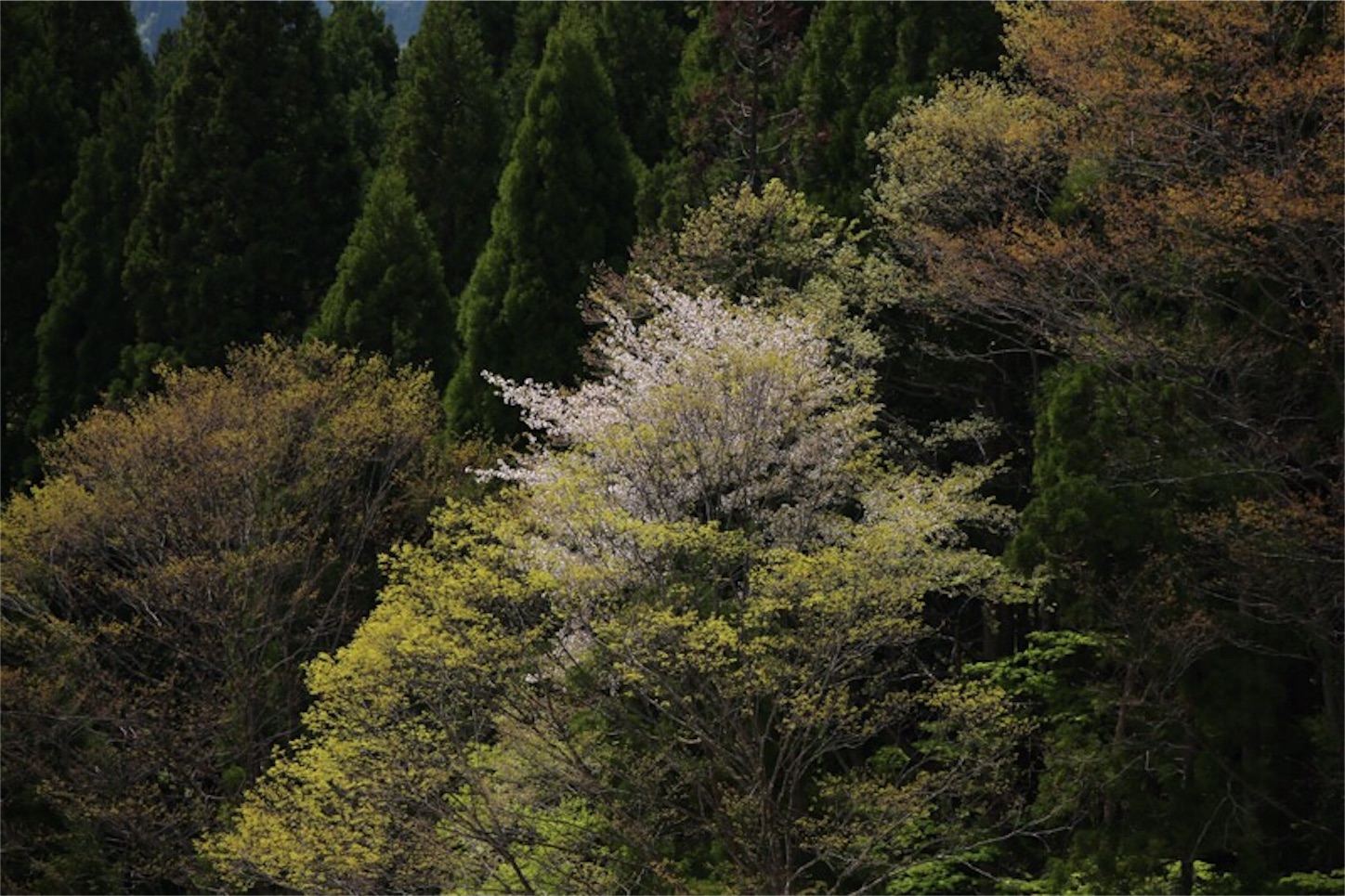 f:id:Jiroviolet:20180427190536j:image