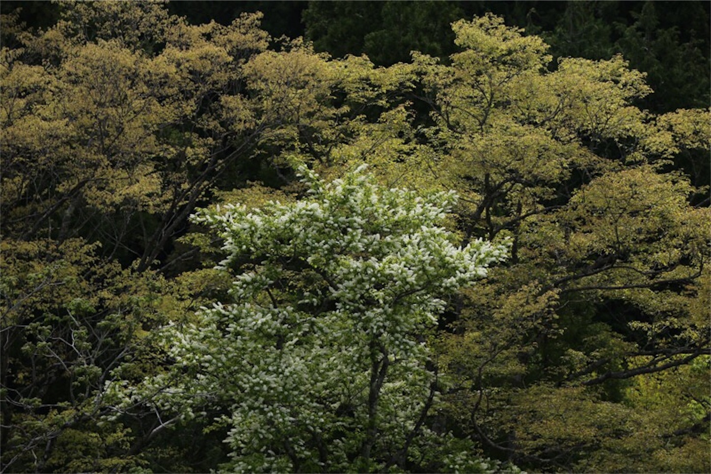 f:id:Jiroviolet:20180427190721j:image