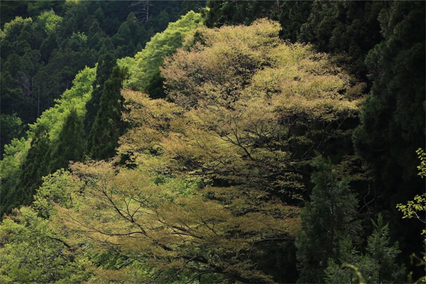 f:id:Jiroviolet:20180427190735j:image