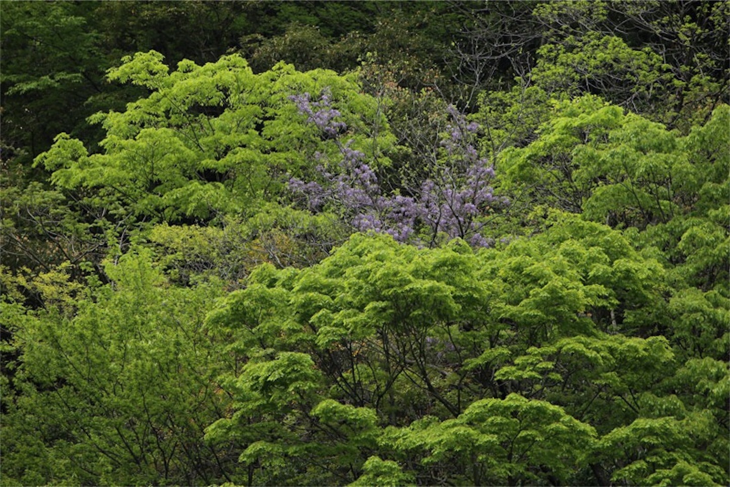 f:id:Jiroviolet:20180502200007j:image