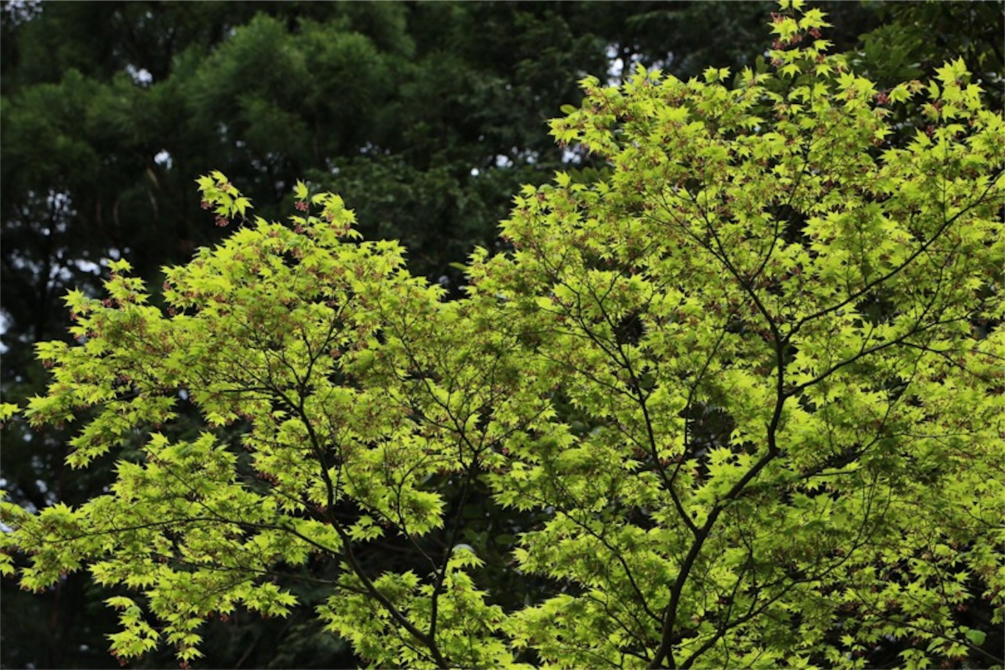 f:id:Jiroviolet:20180502200124j:image