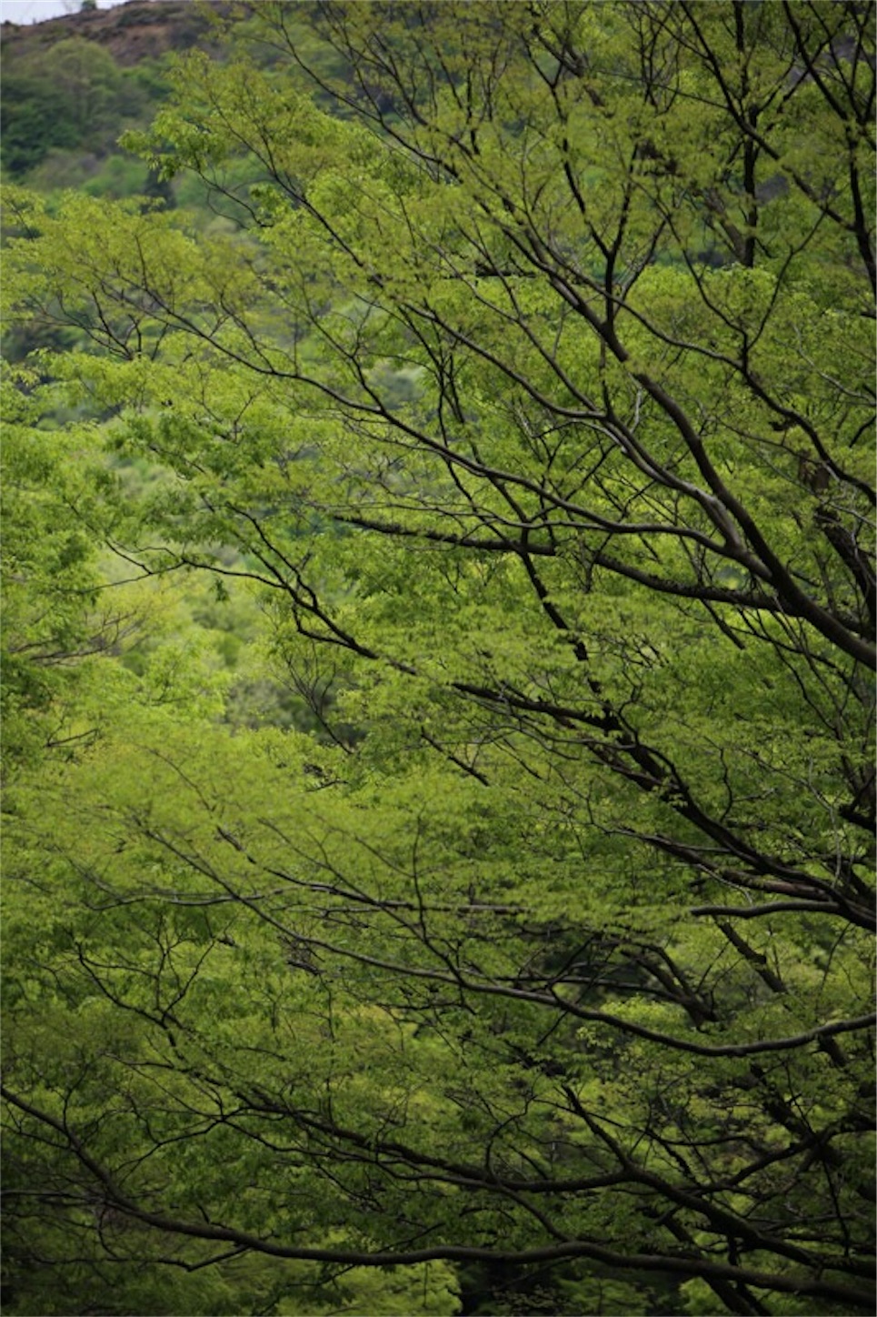 f:id:Jiroviolet:20180502200233j:image