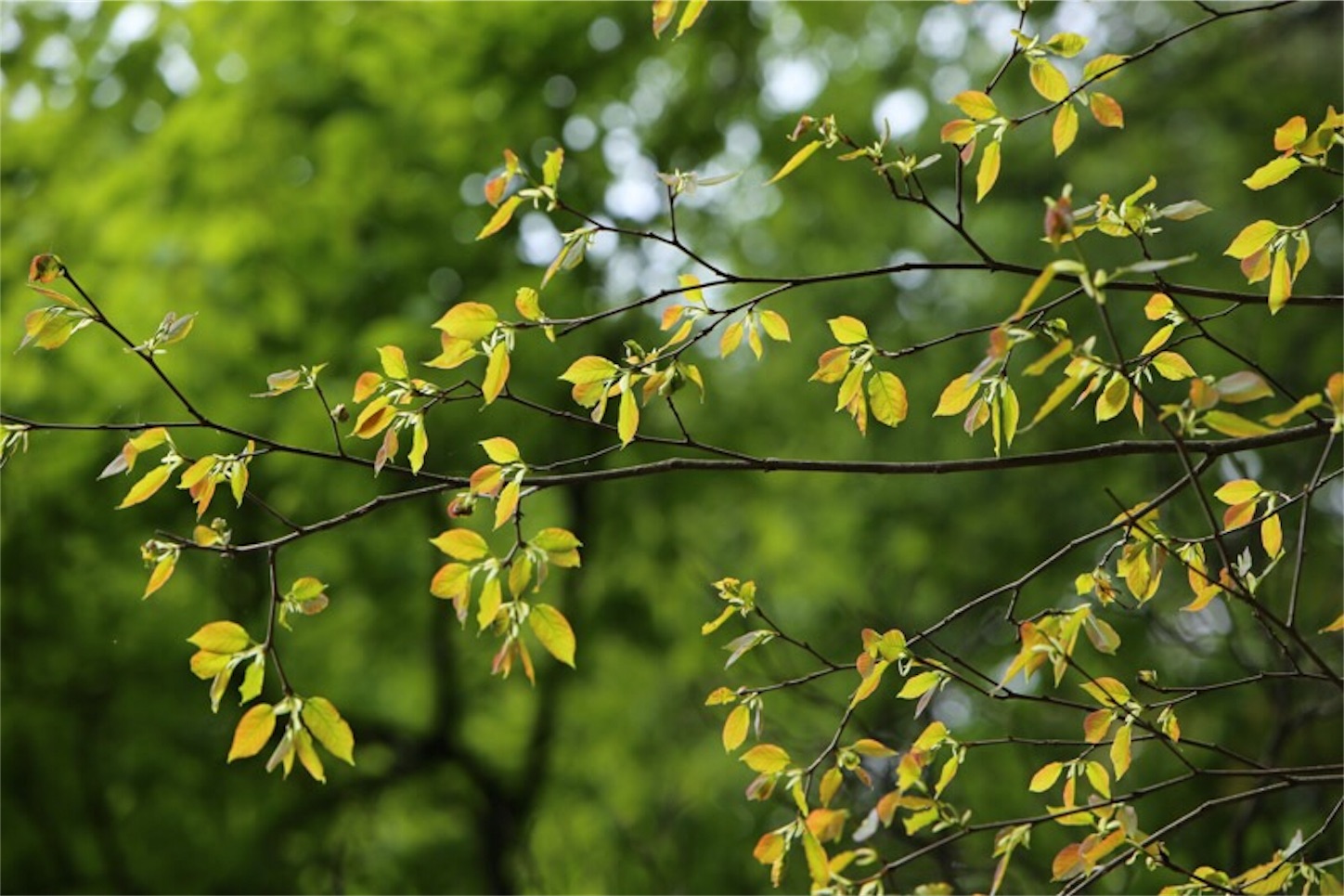 f:id:Jiroviolet:20180502200453j:image