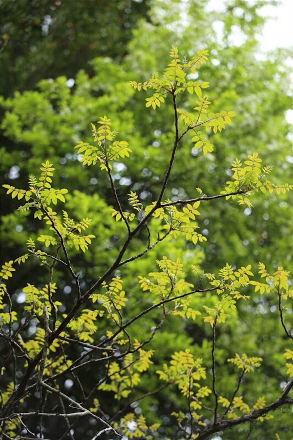 f:id:Jiroviolet:20180502200511j:image