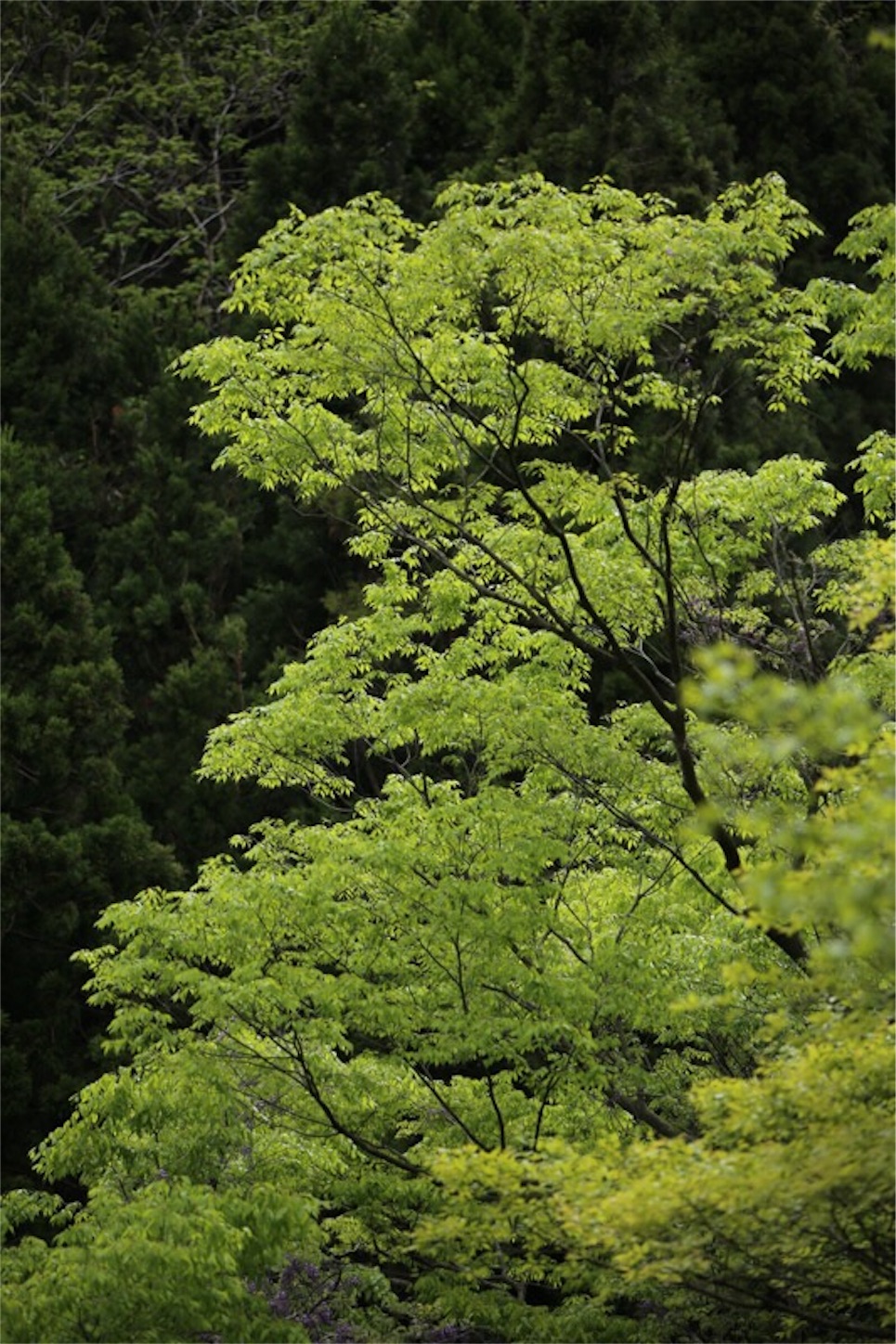 f:id:Jiroviolet:20180502200556j:image